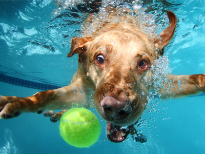 piscine a balle chien